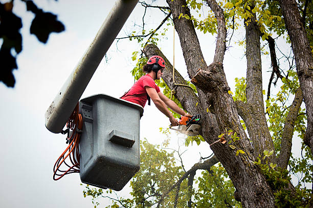 Best Utility Line Clearance  in Angleton, TX