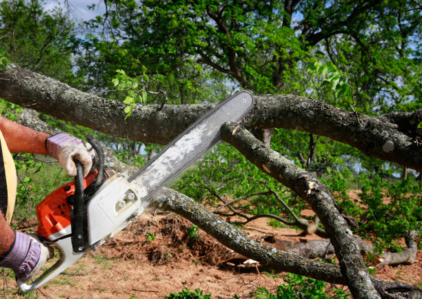 Lawn Grading and Leveling in Angleton, TX